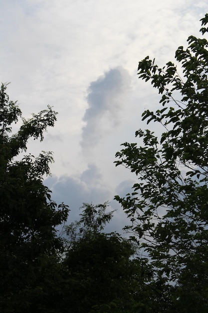 Eine Baumgruppe mit Wolken am Himmel