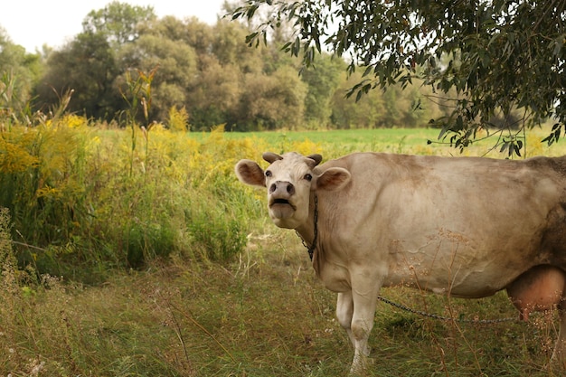 Eine beige Kuh weidet auf einer Sommerweide und summt.