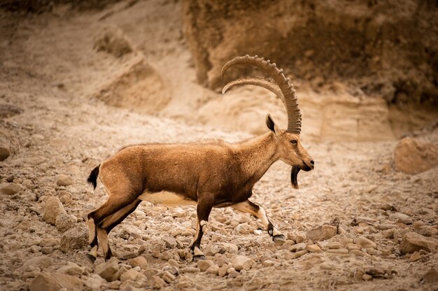 Eine Bergziege an den Hängen eines Berges in der israelischen Wüste.