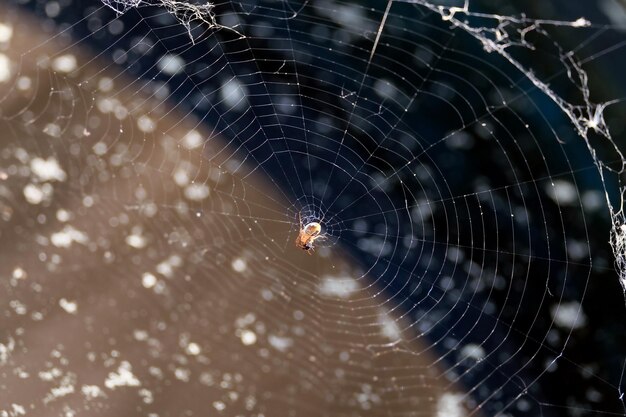 Foto eine bewegungslose spinne sitzt in der mitte einer dünnen runden spinnwebe auf einem verschwommenen hintergrund