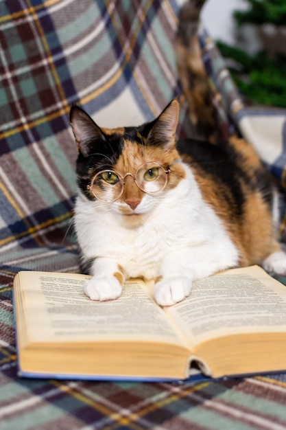 Foto eine bezaubernde dreifarbige katze mit brille liest ein buch auf dem sofa.