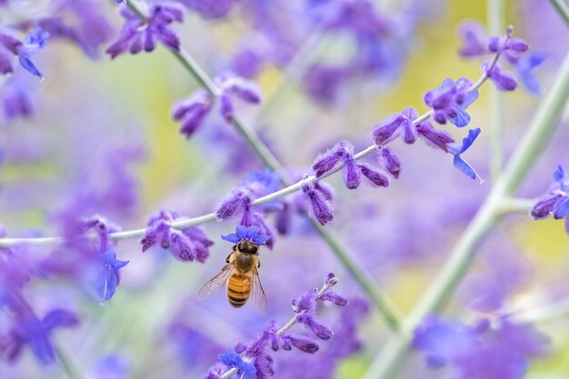 Eine Biene auf einem Lavendelstiel, um im Sommer Pollen zu sammeln