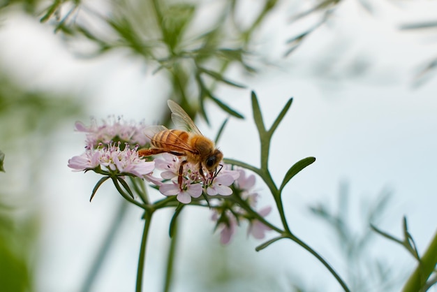 eine Biene auf einer Blume