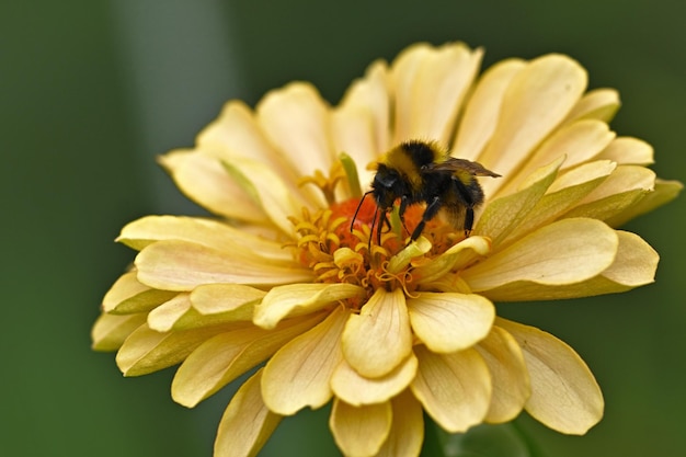 eine Biene auf einer gelben Blume