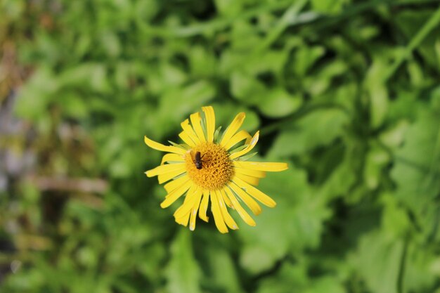 eine Biene auf einer gelben Blume