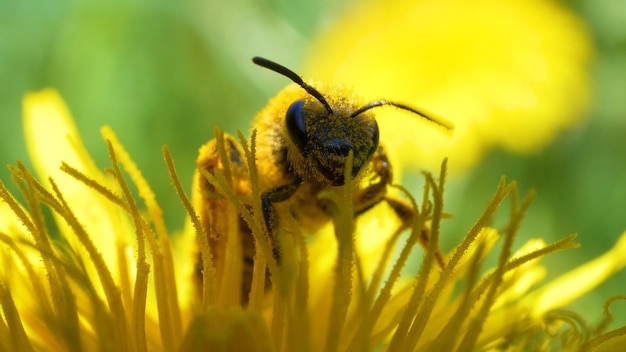 eine Biene auf einer gelben Blume