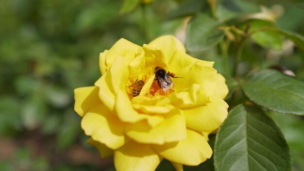 Eine Biene auf einer gelben Rose