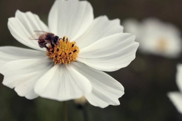 Eine Biene auf einer weißen Blume mit gelber Mitte