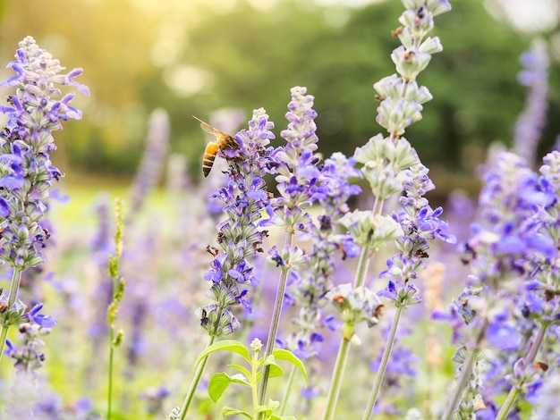 Eine Biene auf Lavendelblüte im Garten