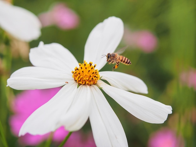 Eine Biene auf weißer Kosmosblume im Garten