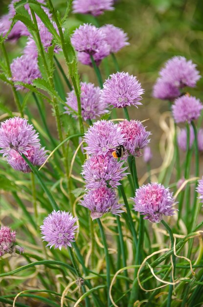 eine Biene auf Wildblumen