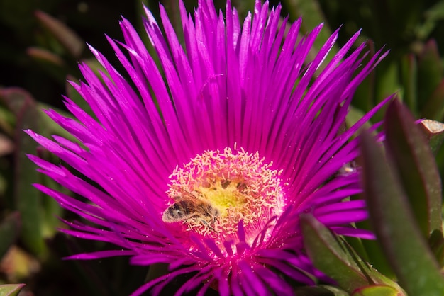 Eine Biene bestäubt eine Blume und sammelt Honig