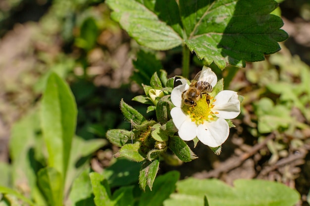 Eine Biene bestäubt eine Erdbeerblume im Garten