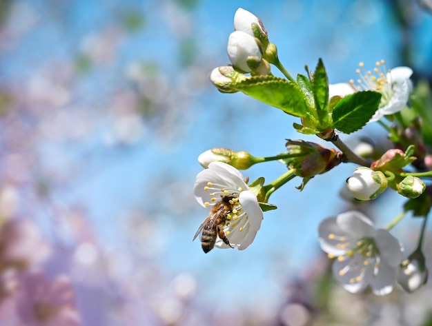 Eine Biene bestäubt eine Kirschblüte