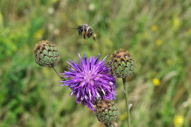 eine Biene fliegt zu einer rosa Blume