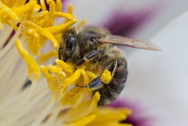Eine Biene sammelt glühende