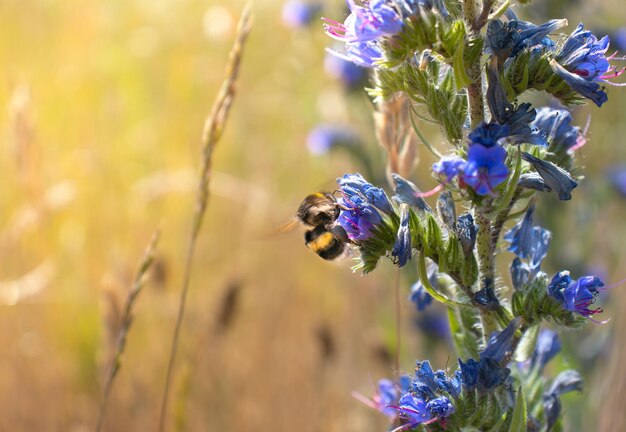 Eine Biene sammelt Honig auf Sommerblumen an einem hellen, sonnigen Tag.