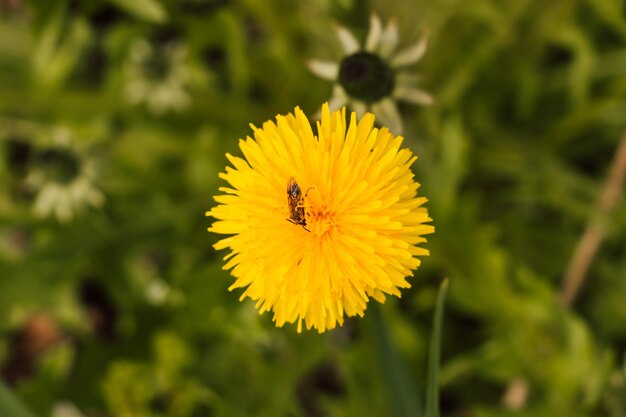 Eine Biene sammelt im Frühling Nektar von einem Löwenzahn