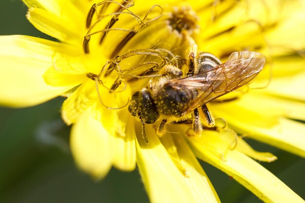 Eine Biene sammelt leidenschaftlich