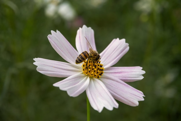 Eine Biene sitzt auf einer Blume und sammelt Pollen