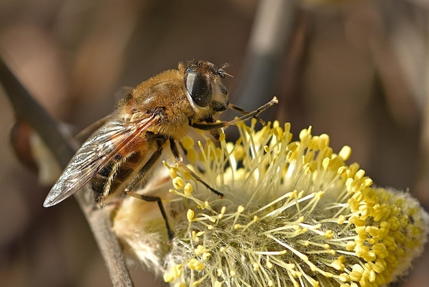 Eine Biene sitzt mit ausgebreiteten Flügeln auf einer Blume.