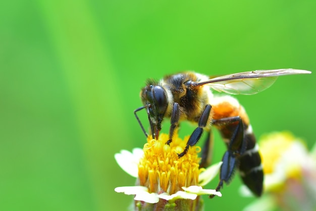 eine Biene thront auf der schönen Blume