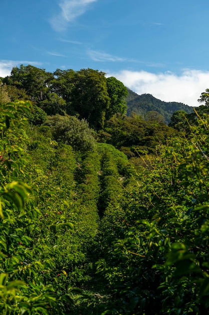 Eine Bio-Kaffeefarm in den Bergen von Panama Chiriqui Hochland Panama