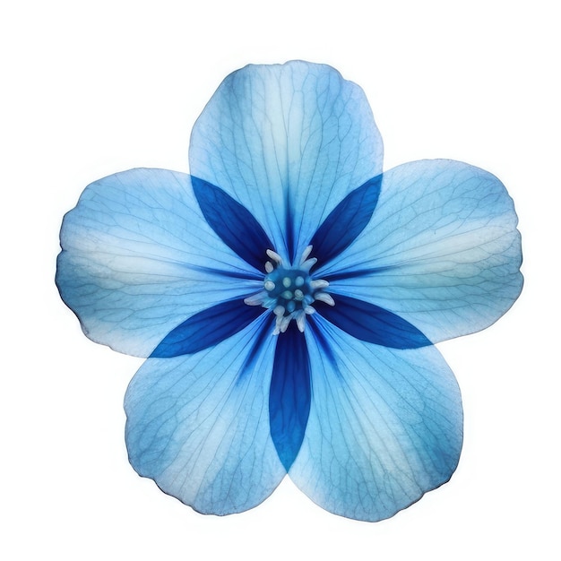 Eine blau-weiße Blume mit blauer Mitte.