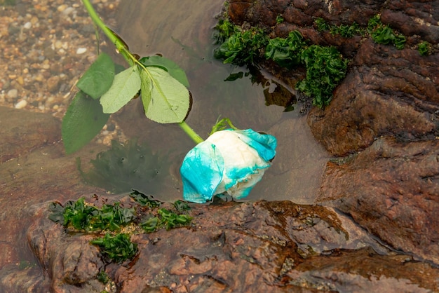 Eine blau-weiße Blume schwebt im Wasser am Strand