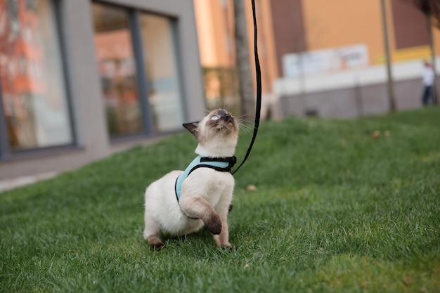 Eine blauäugige Katze, die im Park spazieren geht. Perfekt, um Ruhe zu vermitteln und die Idee von n zu erkunden