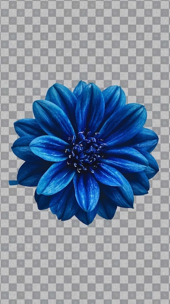 eine blaue Blume auf einem durchsichtigen Hintergrund