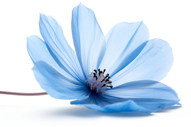 Foto eine blaue blume auf weißem hintergrund