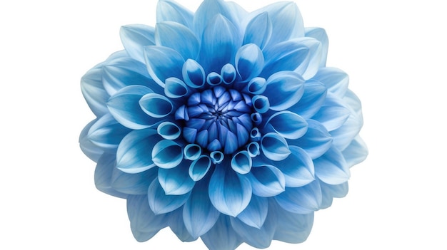 Eine blaue Blume mit der Mitte der Blütenblätter