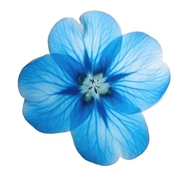 Eine blaue Blume mit weißem Hintergrund und blauem Blütenblatt.