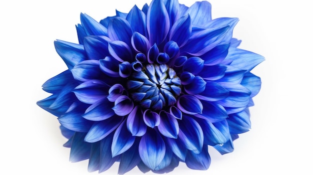 Eine blaue Blume mit weißem Hintergrund