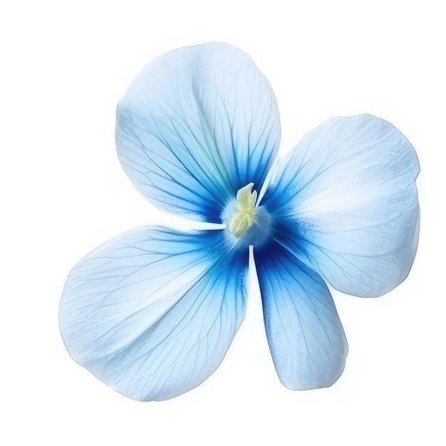 Eine blaue Blume mit weißem Hintergrund