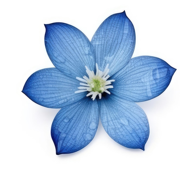 Eine blaue Blume mit weißen Blütenblättern, auf der „blau“ steht