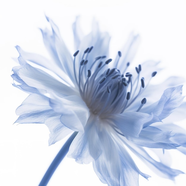 Eine blaue Blume mit weißen Blütenblättern und weißem Hintergrund