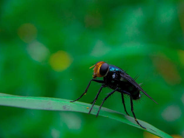 Eine blaue Fliege sitzt auf einem Blatt mit grünem Hintergrund.