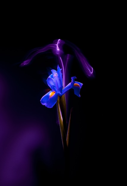 Eine blaue Iris-Blumen-Nahaufnahme auf dunklem Hintergrund