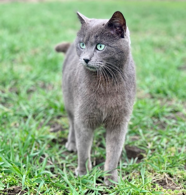 Eine blaue Katze steht im Gras.