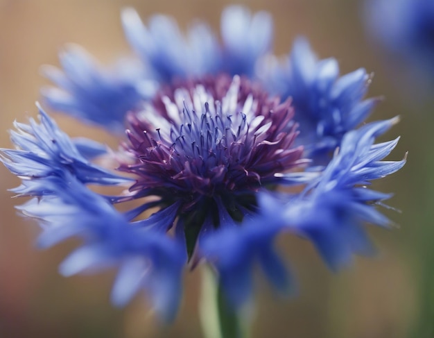 Eine blaue Maisblume