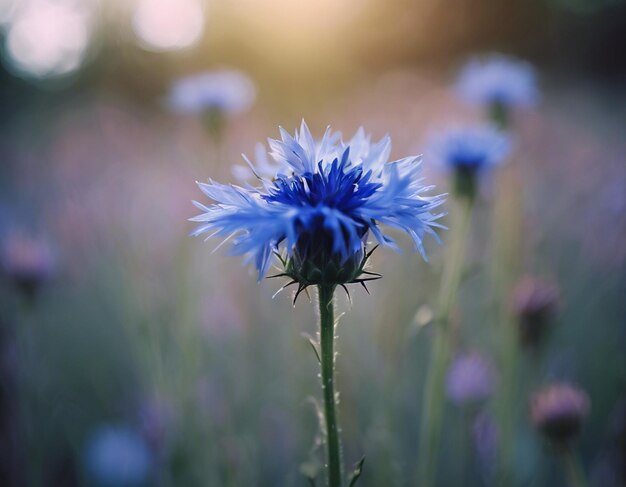 Eine blaue Maisblume