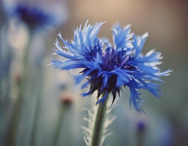 Foto eine blaue maisblume