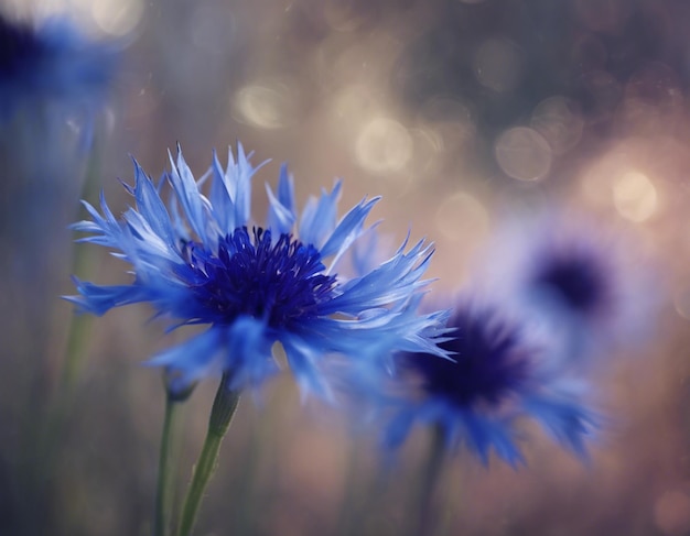 Eine blaue Maisblume