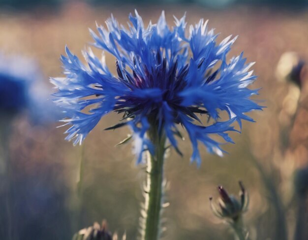 Eine blaue Maisblume