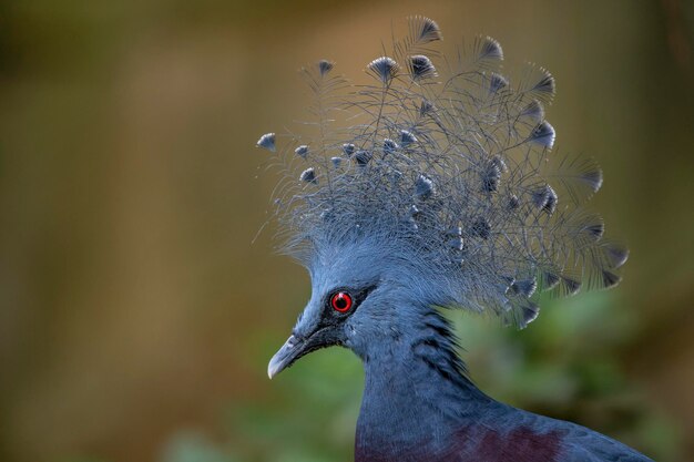 Foto eine blaue taube mit einem gefiederten kopf und einem roten auge.