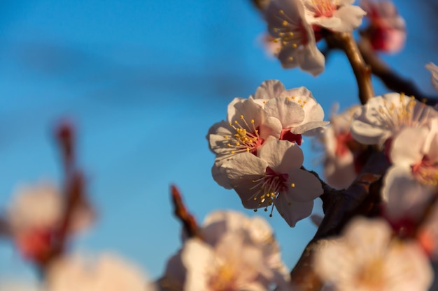 Eine blühende Aprikose auf einem Ast im Garten. Blauer Himmel und weiße Blumen. Frühlingsstimmung