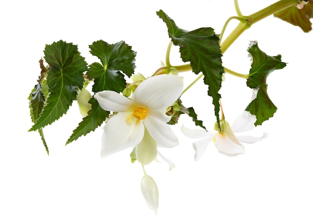 Eine blühende Blume, Begonie ist Makro fotografiert. Auf weißer Oberfläche isoliert.