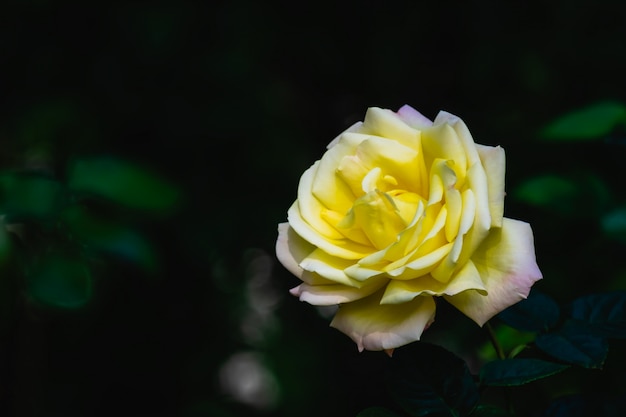 Eine blühende gelbe Rose im Garten